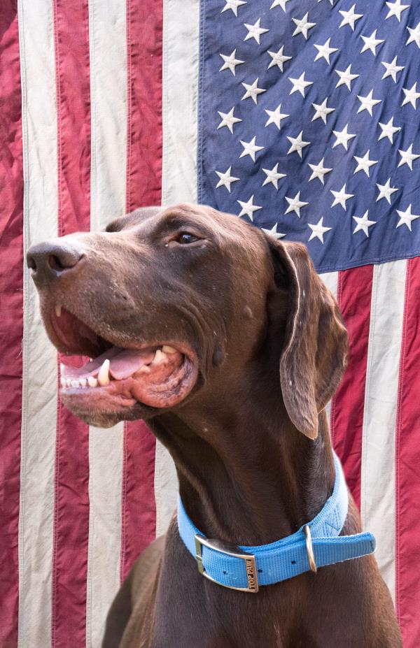 /Images/uploads/Southeast German Shorthaired Pointer Rescue/segspcalendarcontest2018/entries/8721thumb.jpg